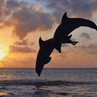 Dolphins jumping