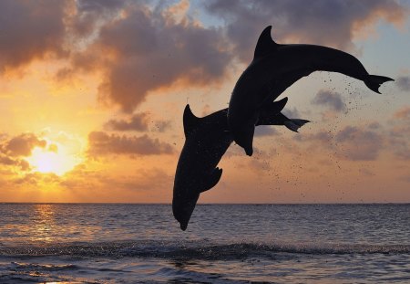 Dolphins jumping - animal, dolphin, sea, fish, sun