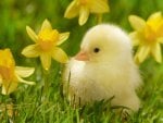 Cute duck