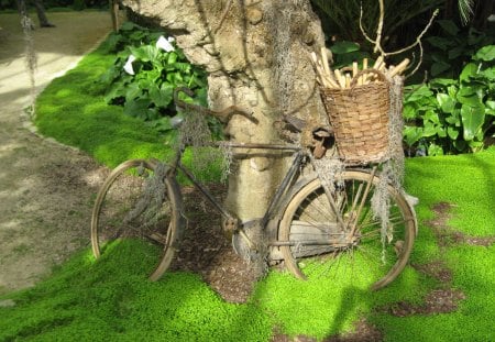 Bike - green, bicycle, old, sun