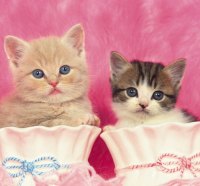 Tender kittens in cups