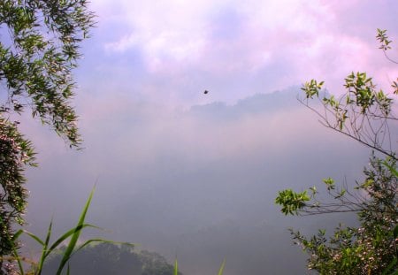 Alpine dreamy cloud fog - alpine, cloud, fog, flowers, dreamy, high-altitude birds