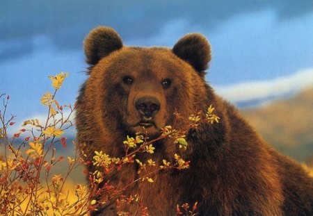 hungry bear - bear, shrub, grass, sky