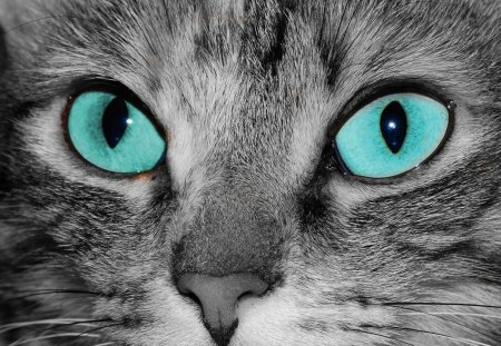 Cat eyes - pet, animal, kitten, cute, eye, cat