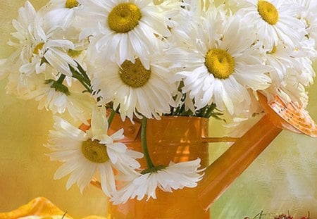 White Daisies - daisies, white, petals, nature