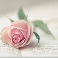 rose on a book