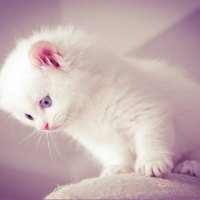white kitty