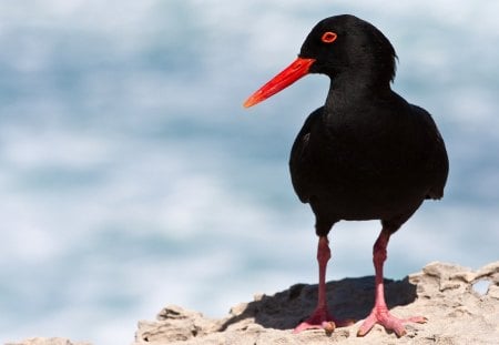 Black  Beauty - nature, close-up, animals, african black oyster catcher, black, birds