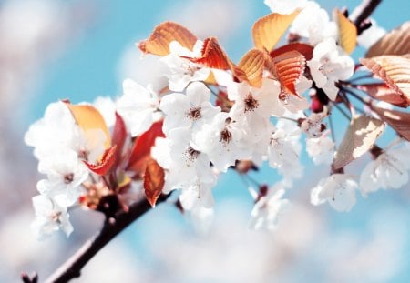 Cherry Flowers - flowers, trees, white, nature, light blue