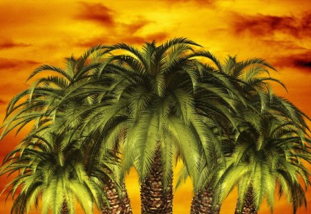 Palm Sunset - sky, palm trees, sunset, palm sunset, palm