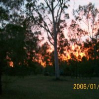 sun setting behind gum trees