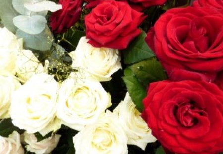 White and red - roses, delicate, red roses, white roses, petals, flowers, white, red, soft, garden