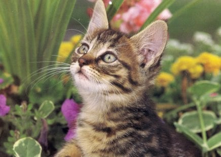 Kitten in the garden - flowers, tabby, kitten, garden