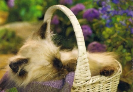 Naptime - white, kitten, flowers, longhair, basket, siamese, sleeping