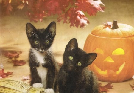 Halloween kittens - black, white, kittens, halloween, pumpkin, leaves