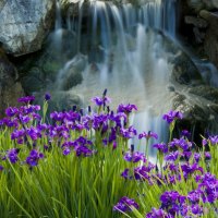 Waterfall Iris