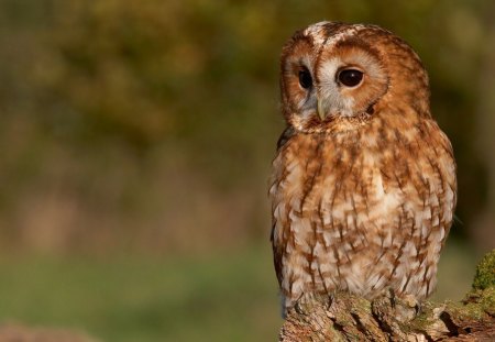 Owl - owl, animals