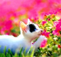 Kitty