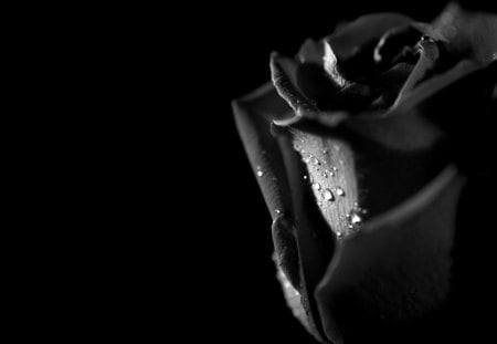 Flower, - love, water, drop, black, rose