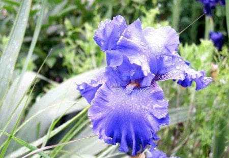 Iris Yucca - iris, flower, wet with rain