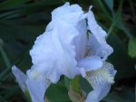 light blue iris