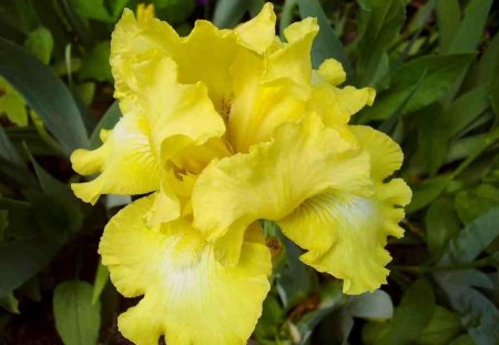 May 2008 yellow iris - thats a yellow, iris