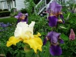 yellow White  Dark and light purple Iris