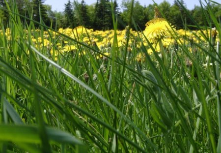 untitle - flowers, yellow, green, grass