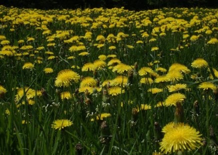 untitle - flowers, yellow, green