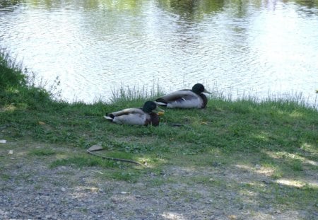 untitle - ducks, rock, sunny, water