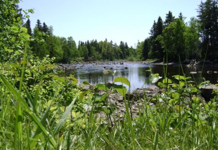 untitle3 - river, trees, rocks