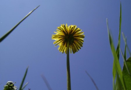 untitle4 - flowers, yellow, blue, sky