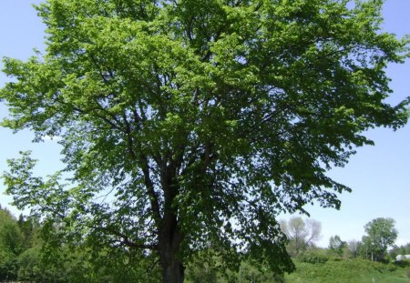 untitle8 - sky, trees