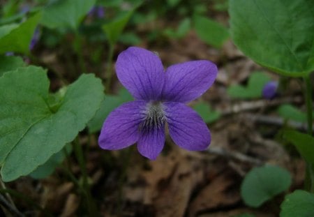 Flower - purple, green