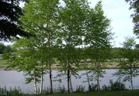 untitle10 - daytime, tree, water, blue