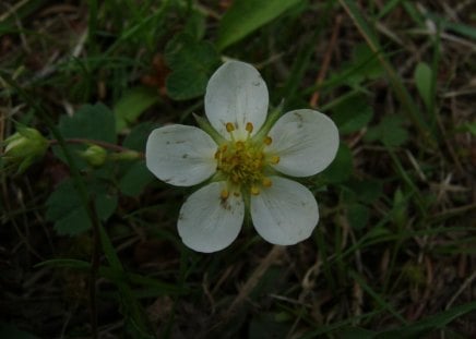 Flower - white, flower