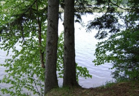 untitle11 - trees, river, green