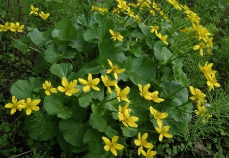 Flower - yellow, green