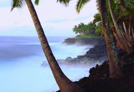 Tree At Beach  - beach, tree