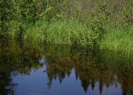 untitle25 - reflexion, water, green