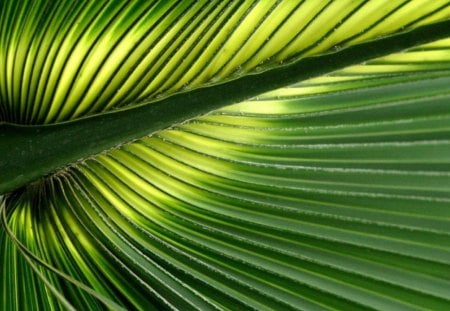 plant - flowers, nature