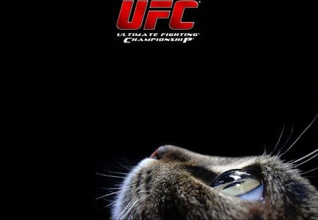 UFC cat-eye view - glince, cat-eye, ufc, stare