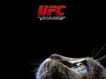 UFC cat-eye view