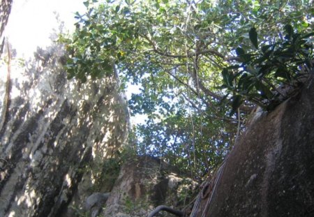 Looking toward the sky - trees, view, island