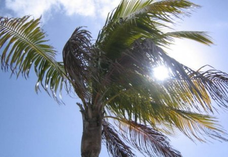 Island Palm Tree - sky, island, tropical, tree, palm