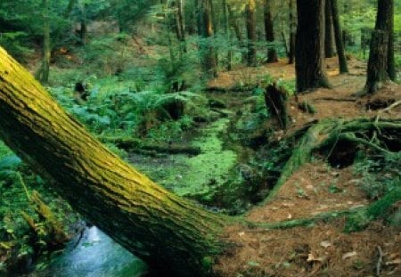 green pine trees - forest path, nature walk