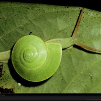 green snail