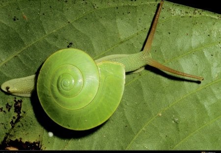 green snail - green snail, a snail