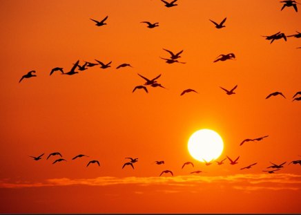 orange birds - flock of brids, sunset flite