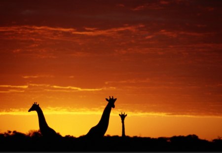 orange giraffes - orange giraffes, giraffes in the sun set